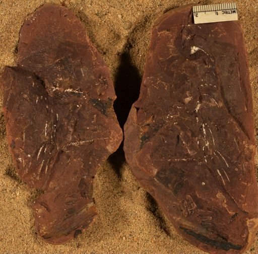 Annularia inflata