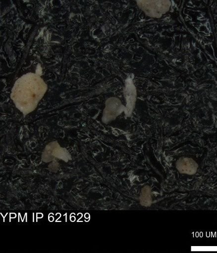 undet. Heterohelicidae