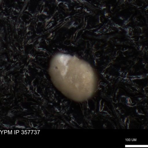 undet. Foraminiferida