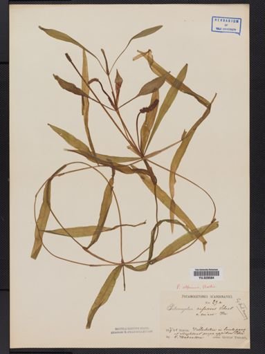 Potamogeton