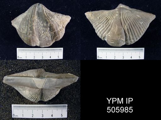 Adolfia sp.