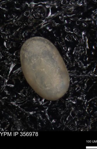 undet. Ostracoda