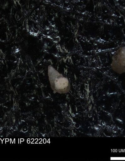 undet. Foraminiferida