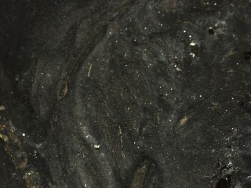 Cryptolithus tessellatus