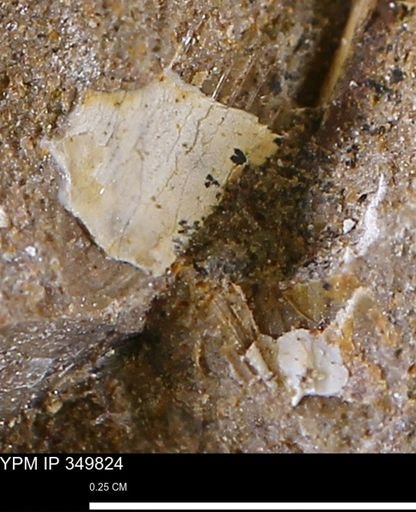 undet. Mollusca