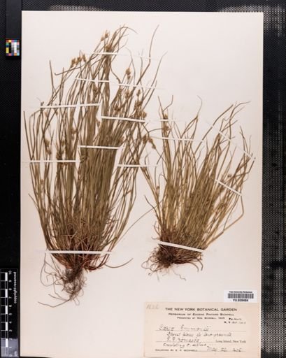 Carex emmonsii