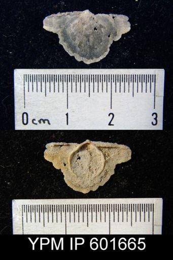 Strophomena sp.