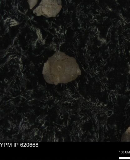 undet. Foraminiferida