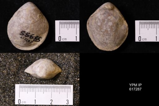 Terebratula insignis