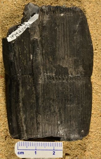 Calamites cannaeformis