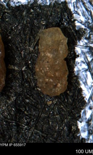 Ammobaculites euides
