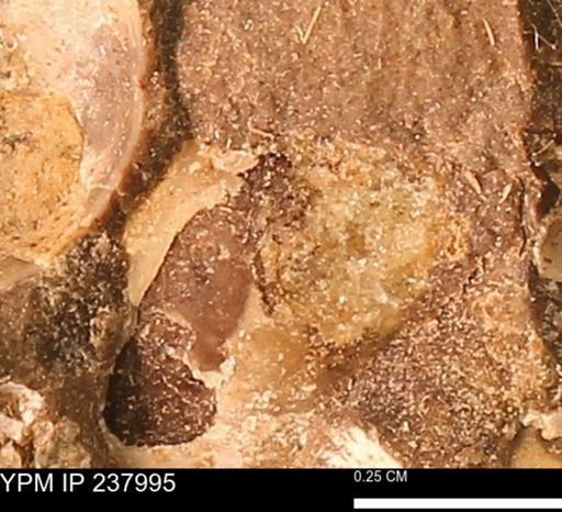 Protocardia subquadrata