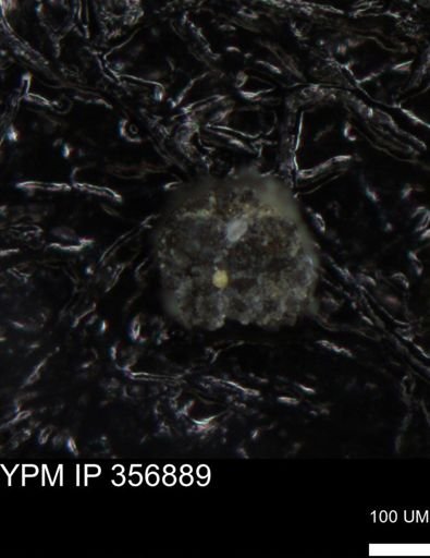 undet. Foraminiferida