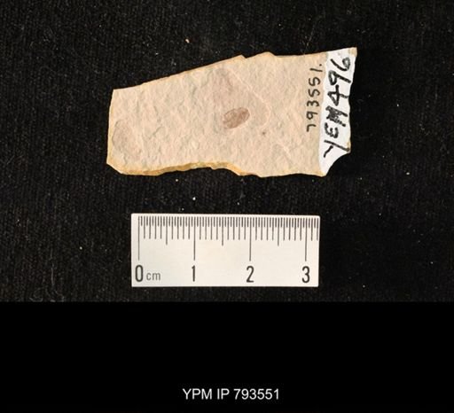 undet. Hexapoda