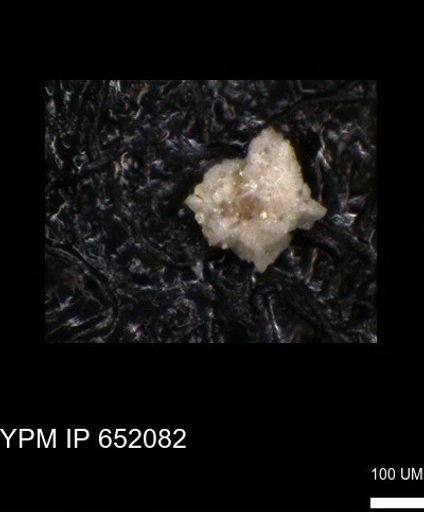 undet. Foraminiferida