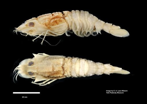 Glyphocrangon investigatoris
