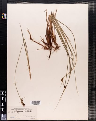 Carex buxbaumii