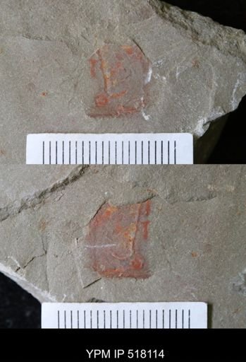undet. Nautiloidea
