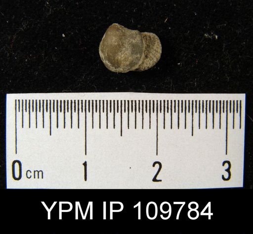Dalmanella concavoconvexa