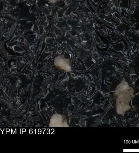 undet. Foraminiferida