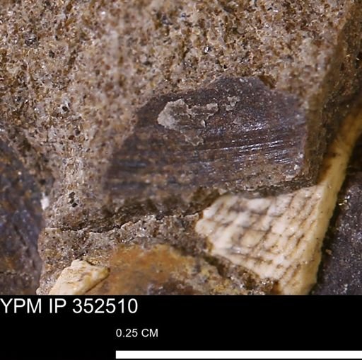 undet. Bivalvia