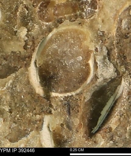 Protocardia subquadrata