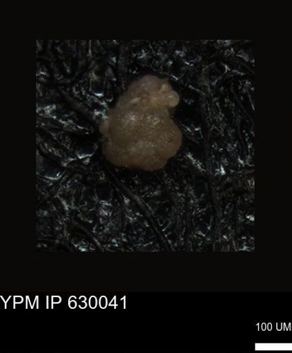 undet. Foraminiferida