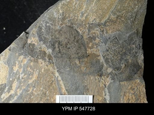 undet. Arthropoda