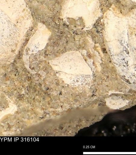 undet. Mollusca