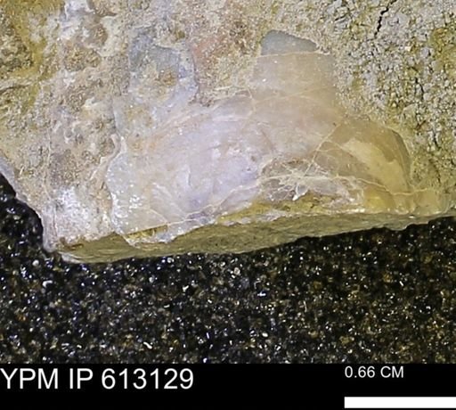 Inoceramus?