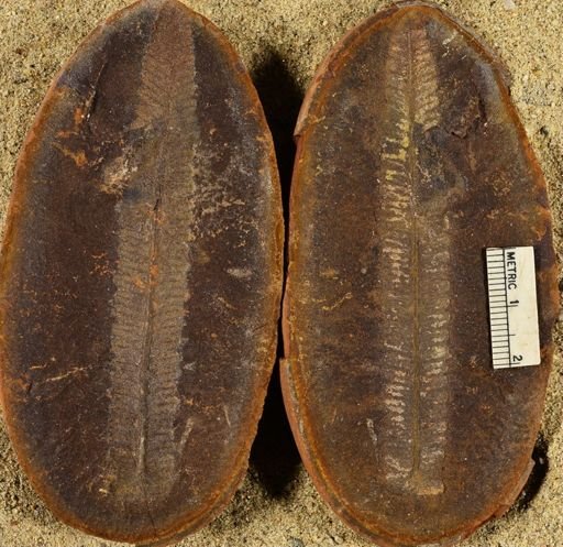 Pecopteris unitus