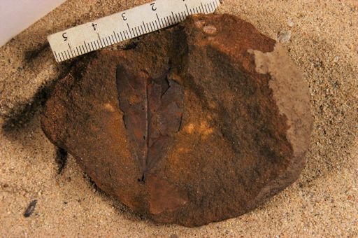 Angiospermopsida