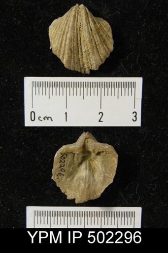 Neospirifer cameratus