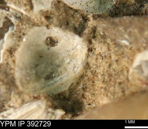 Protocardia?
