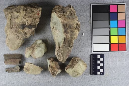 Brontotherium sp.