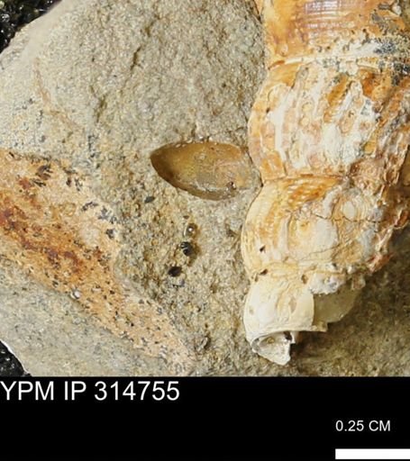 undet. Bivalvia