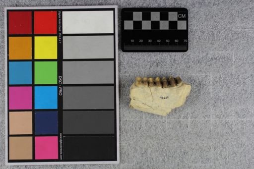 Merycoidodon culbertsoni