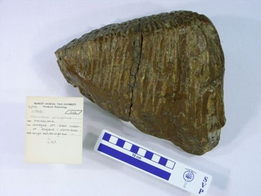 Mammuthus primigenius