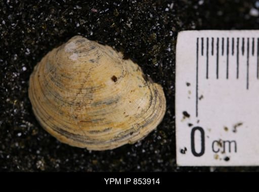 Limopsis striatopunctatus