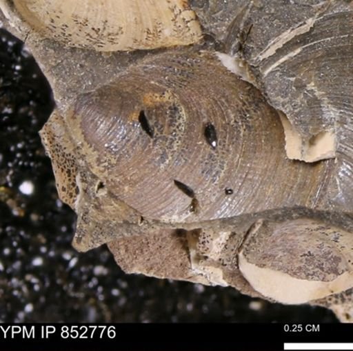Limopsis striatopunctatus