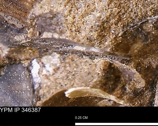 undet. Bivalvia