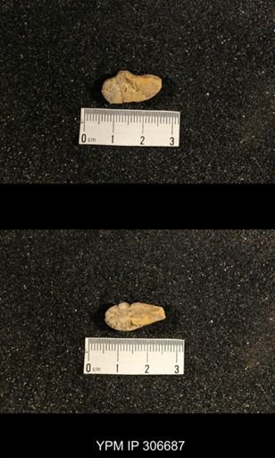 Phestia bellistriata