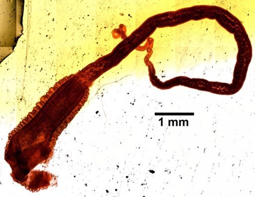 Tubulanus sp.