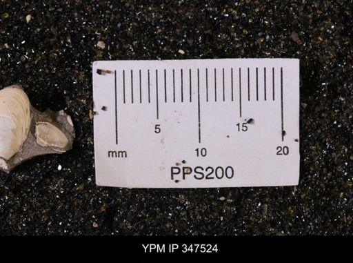 Limopsis striatopunctatus
