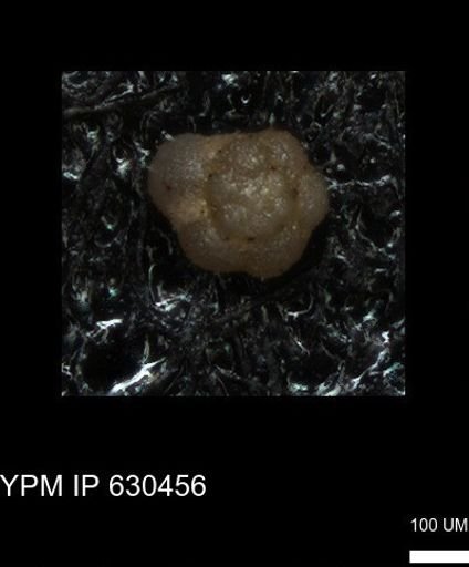 undet. Rugoglobigerinidae