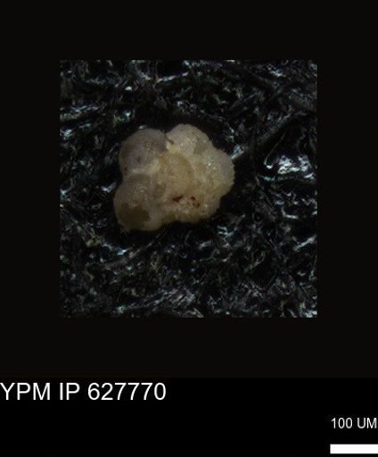 undet. Foraminiferida