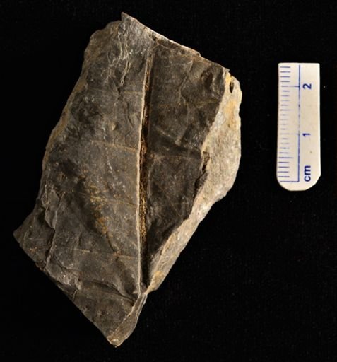 Camptopteris remondi