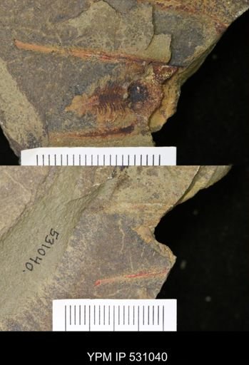 Marrellomorpha