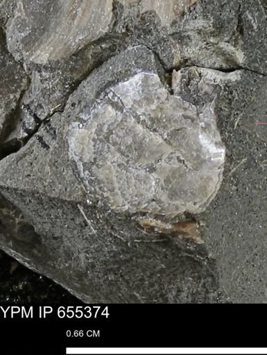 Bivalvia