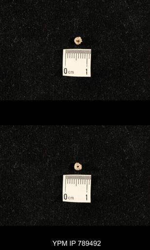 undet. Bryozoa